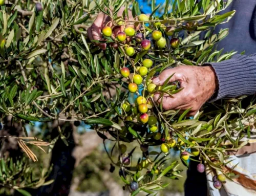 Olive Harvest: A Renewed Confrontation with the Occupation.