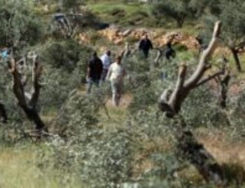 The Olive Harvest Amid Bullets… The West Bank Awakens to Settler Attacks