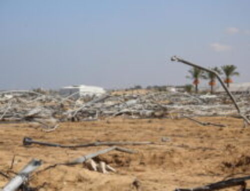 Gaza… The Land Once Green Awakes to Famine